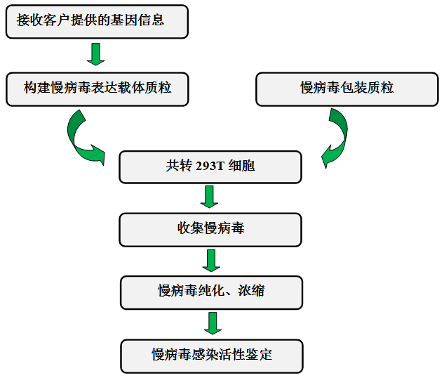慢病毒-技术路线.png